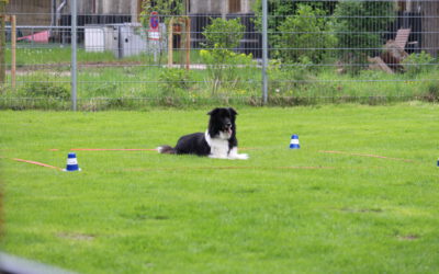 Obedience Prüfung am 26.04.2025 mit Dirk Belder