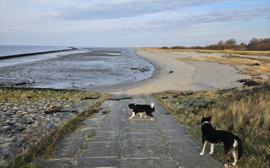 Urlaubsempfehlung – Ruhe und Hund – Ostfriesland