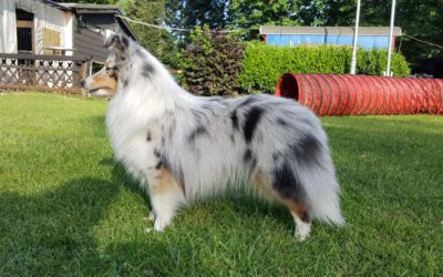 Sheltie Show vom 07.09.2025